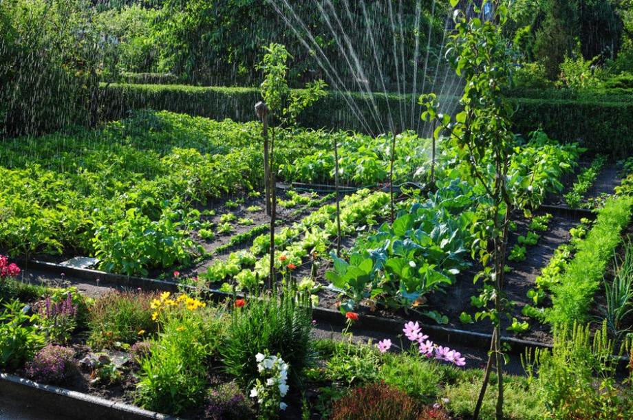 Un potager avec de jeunes cerisiers - ©schulzie - stock.adobe.com