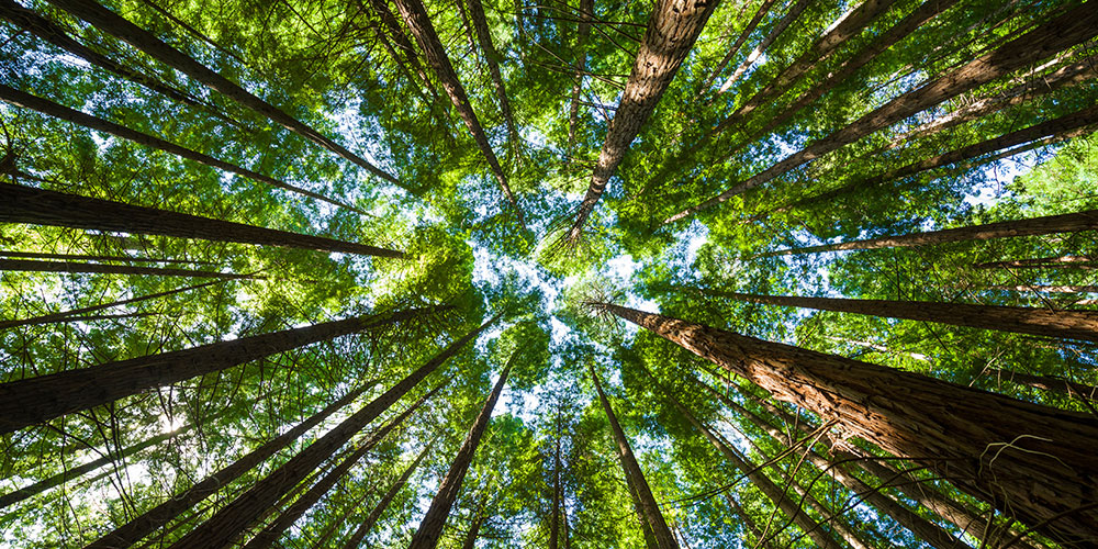 Les plantes de tous les records