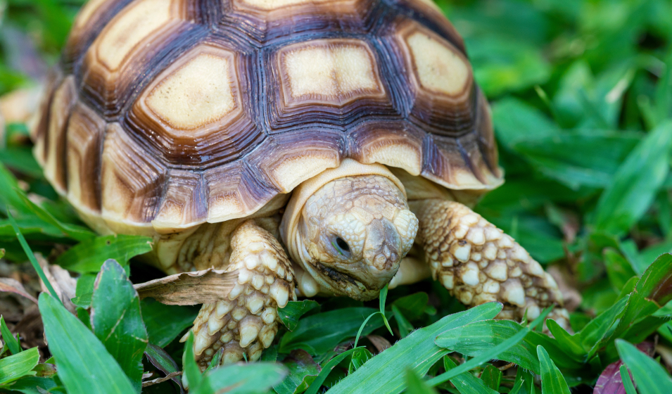 Nourrir une tortue : quelle alimentation lui offrir ?