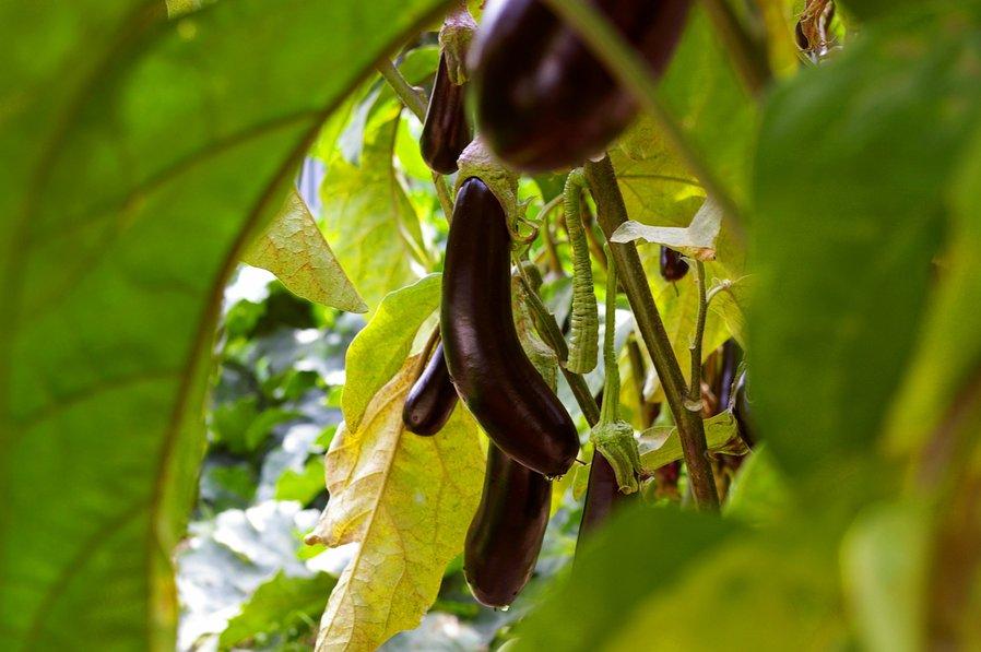 Supprimez les petits fruits en excès