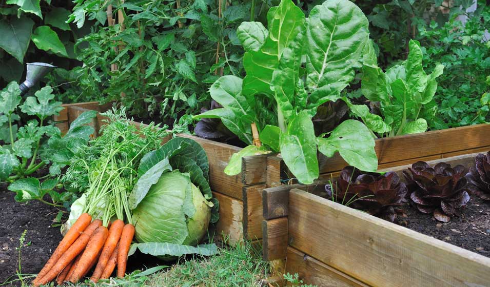 Jardinage : 5 légumes pour débuter son potager en mai