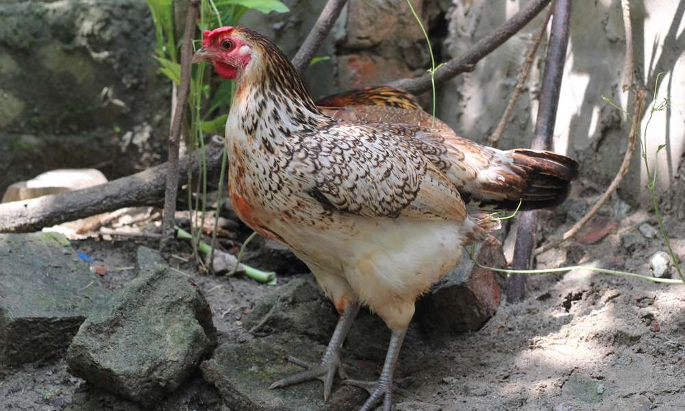Des pierres restées à l’ombre restent fraîches et rafraîchissent les pattes des poulettes
