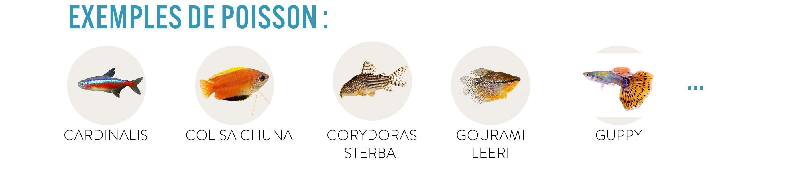 Aquarium Pure Family 🐟️ le choisir et l'installer Jardiland — free download