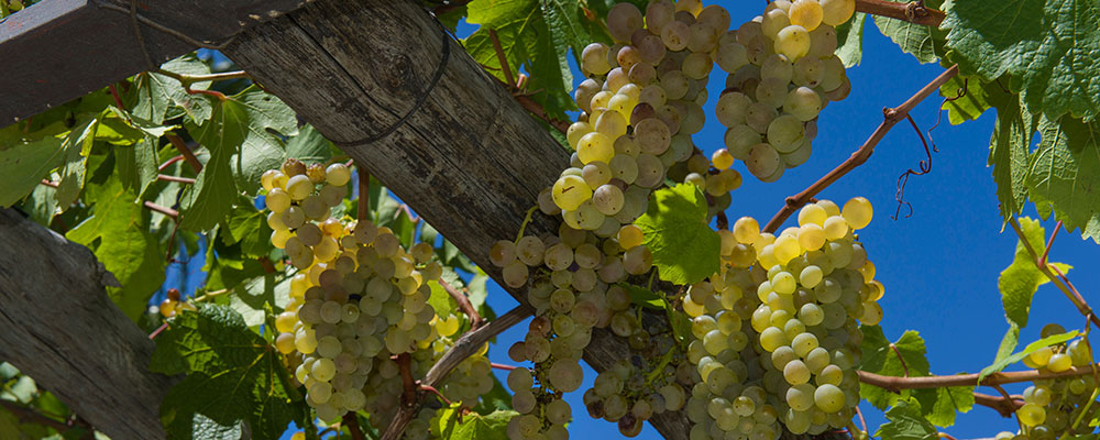Palissez une vigne sur votre pergola