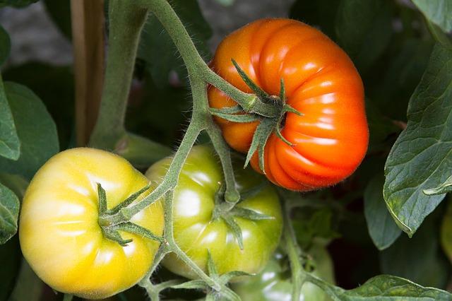 La Tomate Pyros