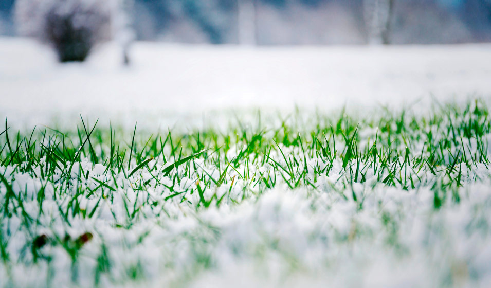 neige sur pelouse