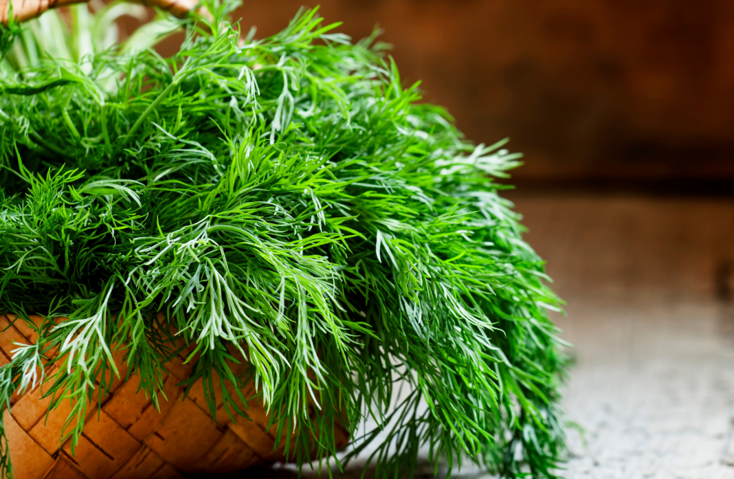 Les bienfaits de l'aneth : une aromatique mconnue - Jardiland