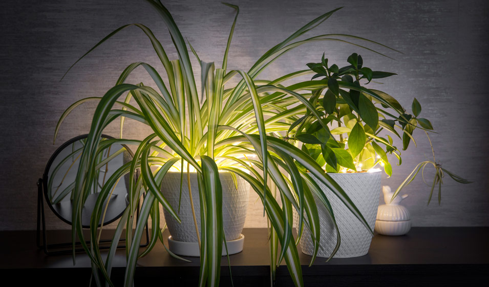 Éclairage des plantes d'intérieur - Folia Design
