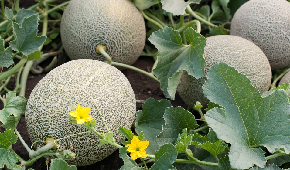 Melon variétés, plantation, entretien, bienfaits Jardiland