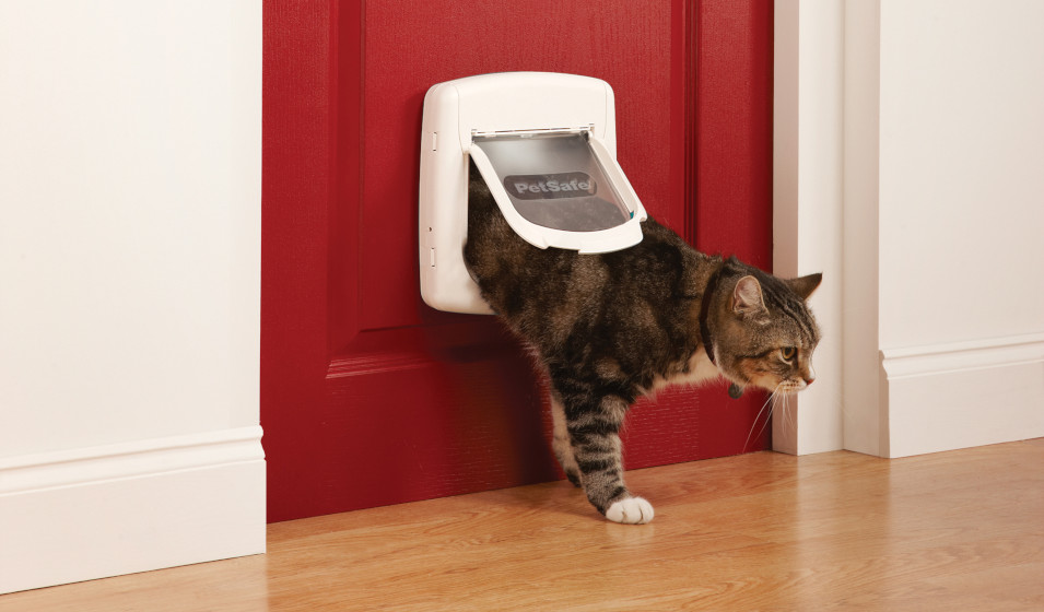 Un chat tigré utilise une chatière magnétique pour rentrer à la maison