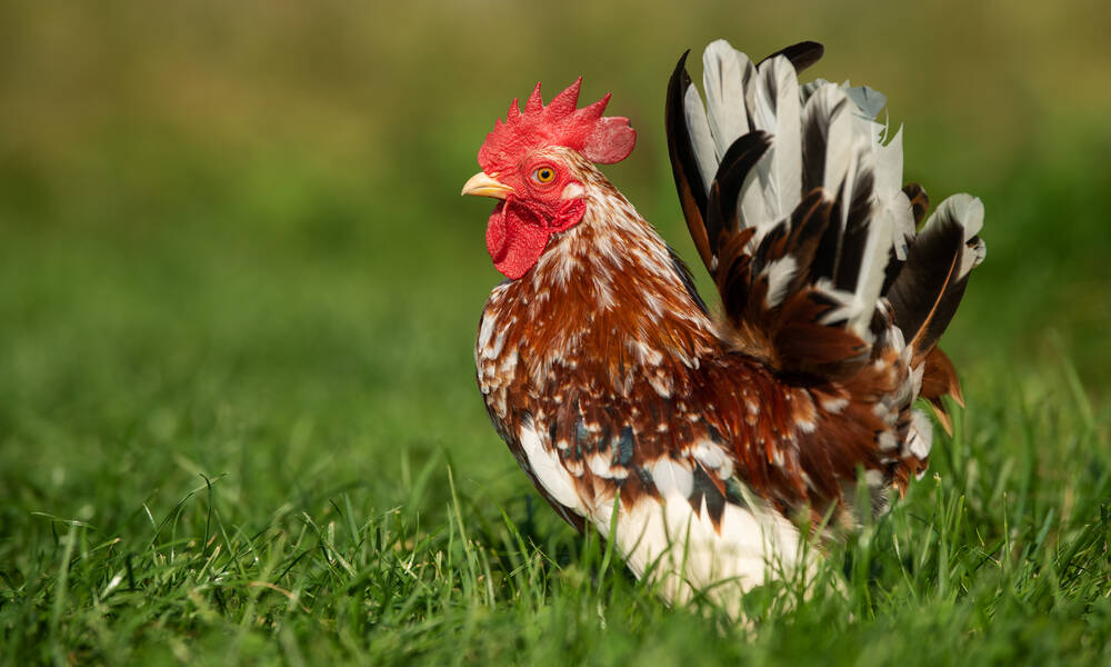 Un coq Serama