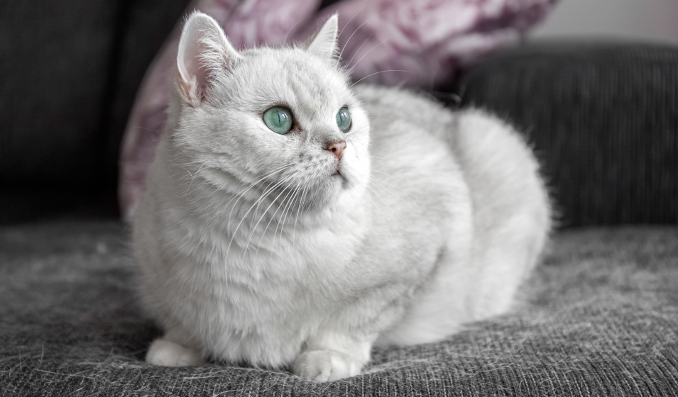 Certaines pertes de poils sont anormales chez le chat
