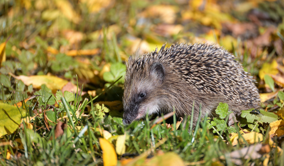 Un hérisson cherche de la nourriture dans un jardin avant l'hiver
