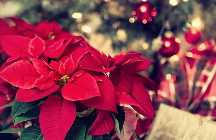 Top 7 des plantes en fleurs pour Noël - Jardiland