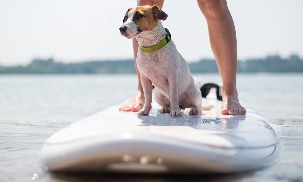 Se mettre au paddle ou au canoë 