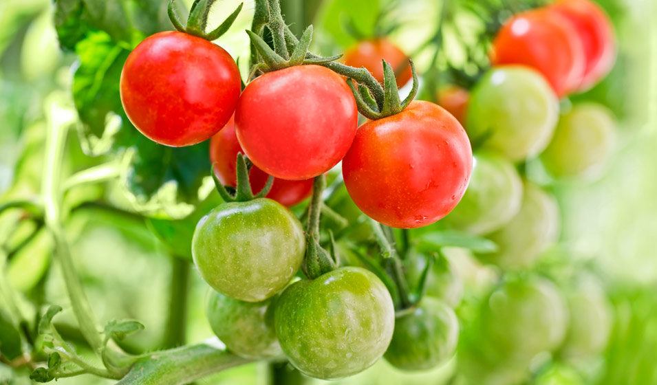 Comment réussir les tomates cerises en pot ?