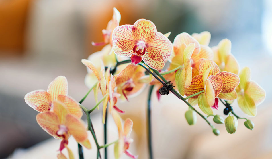 Quel terreau utiliser pour les orchidées ? - Jardiland
