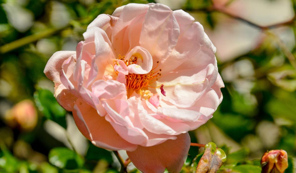 Souvenir rose au parfum envoûtant
