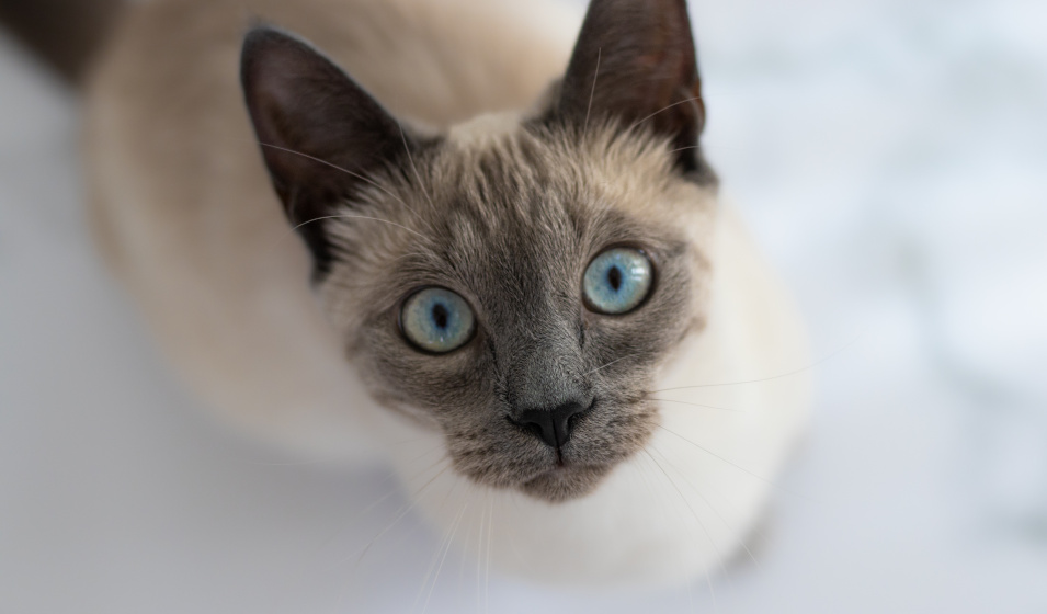 Gros plan sur un chat siamois aux yeux bleus grands ouverts