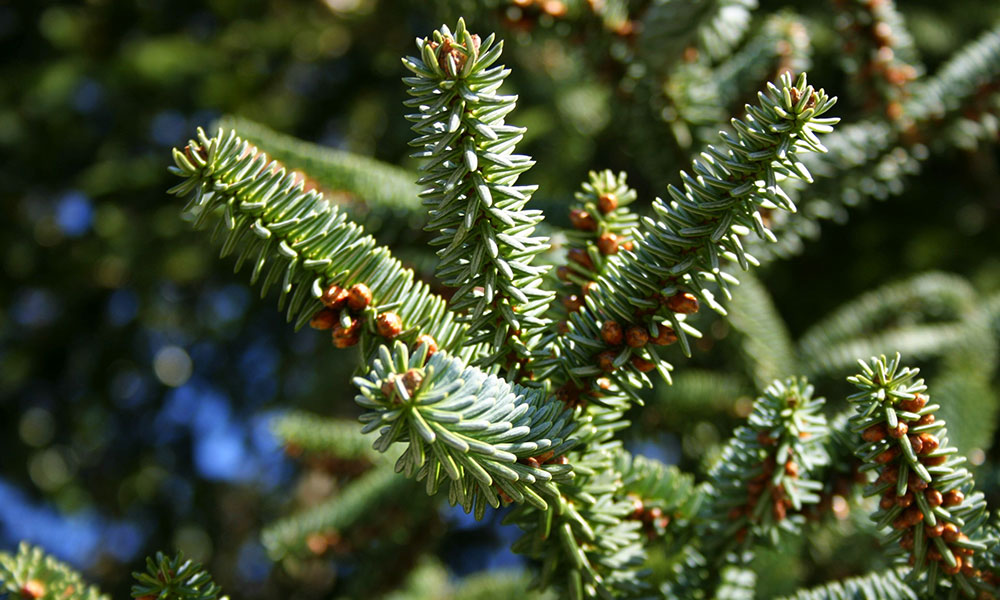 Le sapin Nordmann