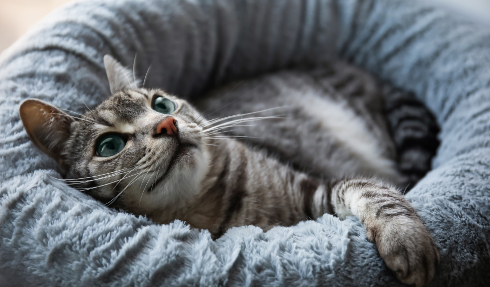 Un chat gris tigré couché dans une corbeille douillette