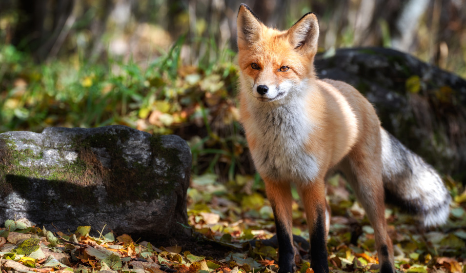 Un jeune renard curieux dans une forêt 