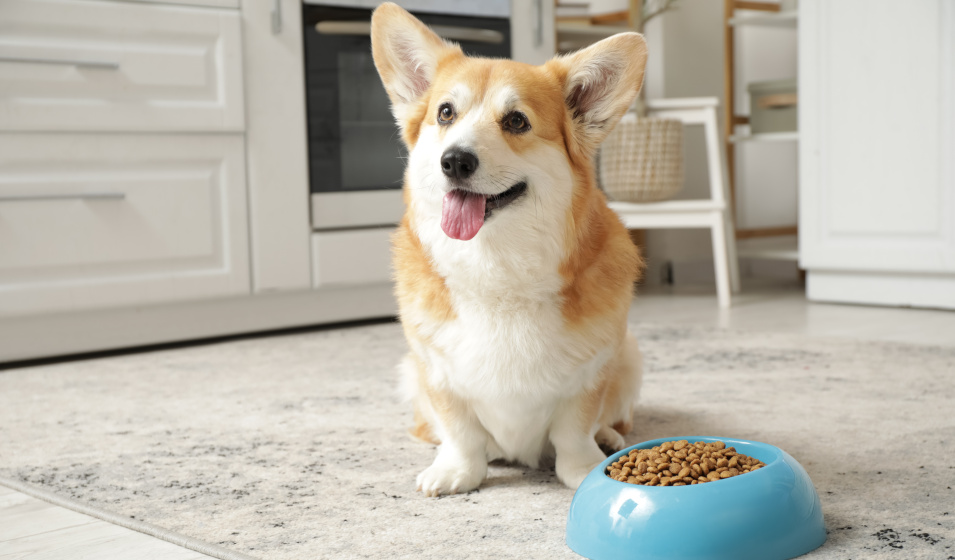 Quels sont les autres ingrédients à privilégier dans les croquettes pour chien ?