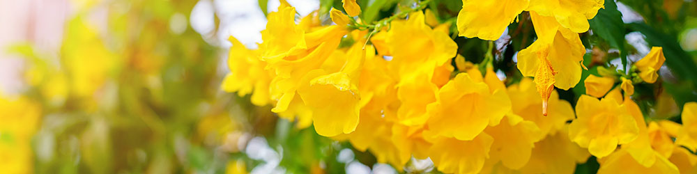 Jasmin de Caroline