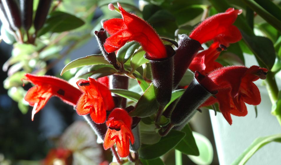 Tellement coquette l’Aeschynanthus
