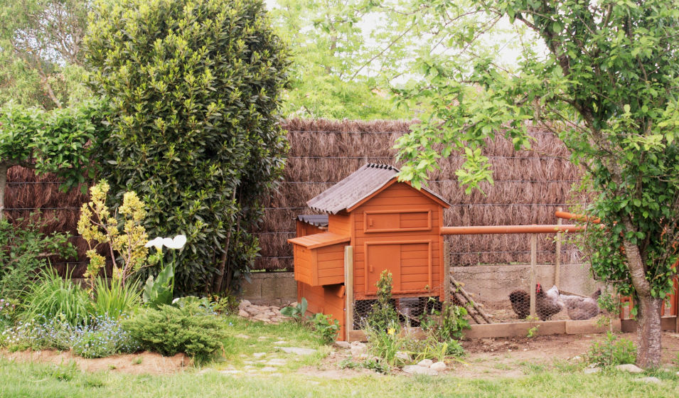 Un poulailler en bois de style chalet s'intègre à tous les jardins 