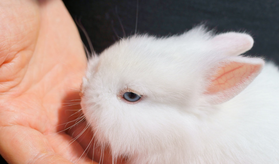 En deux semaines vous arriverez à apprivoiser votre lapin nain !