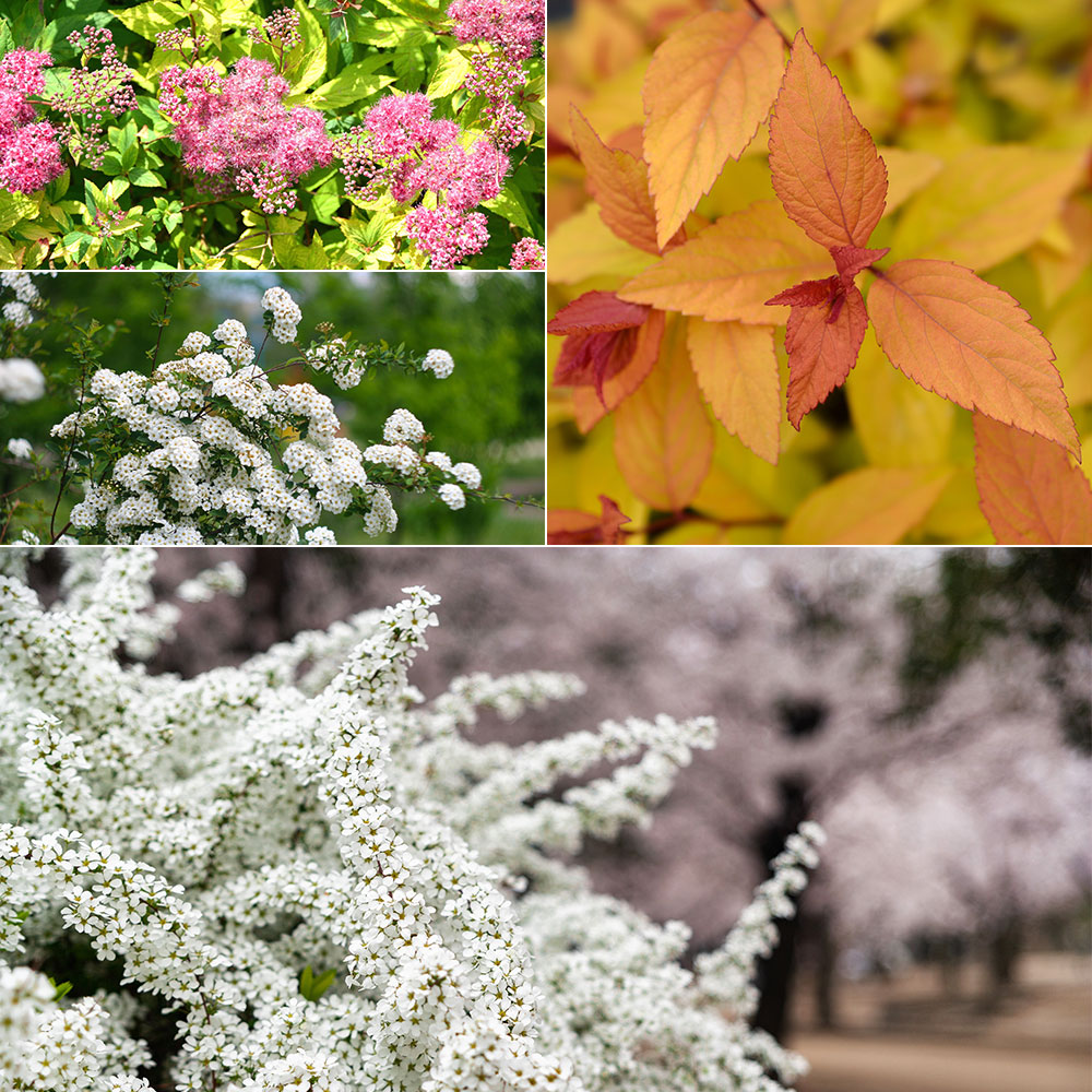 Une variété rose de spirée du Japon, Spirée de Van Houtte, Le feuillage automnal de la spirée ’Fire Light’, Spirée de Thunberg