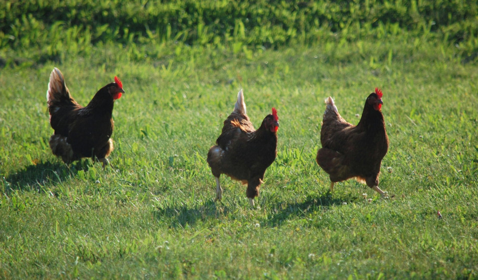 Que mettre au sol dans un poulailler pour éviter la boue ? Jardiland