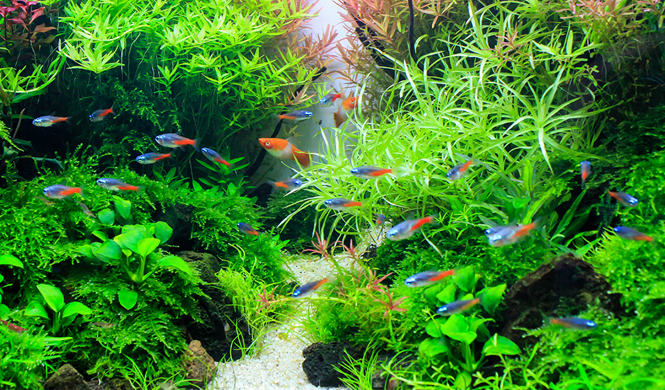 Nosaquariums, la faune d'aquarium, poisson, téléostéen, bactérie