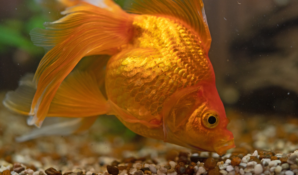 Quelle quantité idéale de nourriture donner à ses poissons ? Jardiland