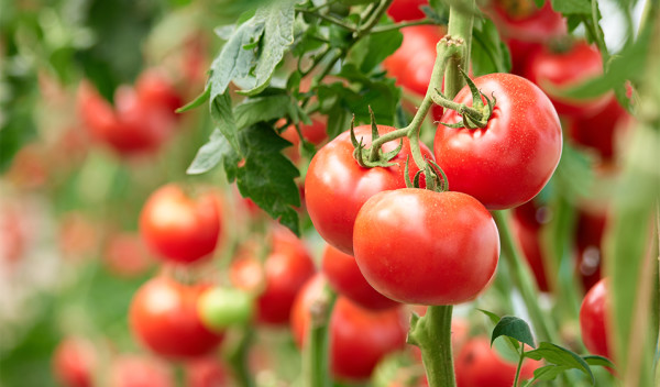 Tomate cerise : semis, plantation, culture, récolte au jardin