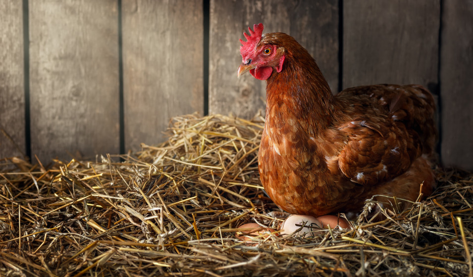 Combien d'œufs par jour et par an peut pondre une poule ?