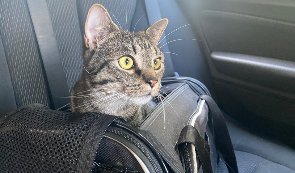 Transport d'un chat en voiture : nos conseils