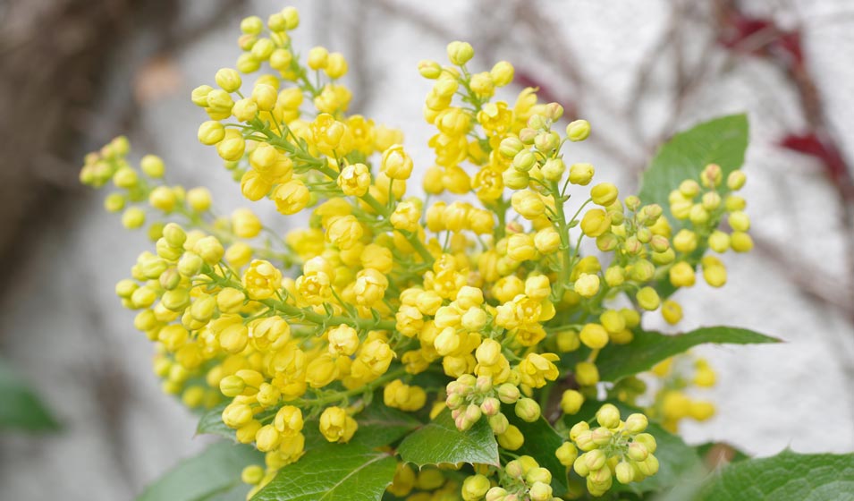 L'arbuste qui fleurit votre hiver