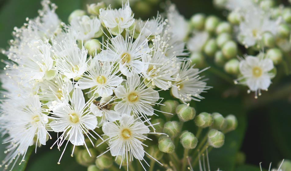 Un concentré de Méditerranée dans votre jardin