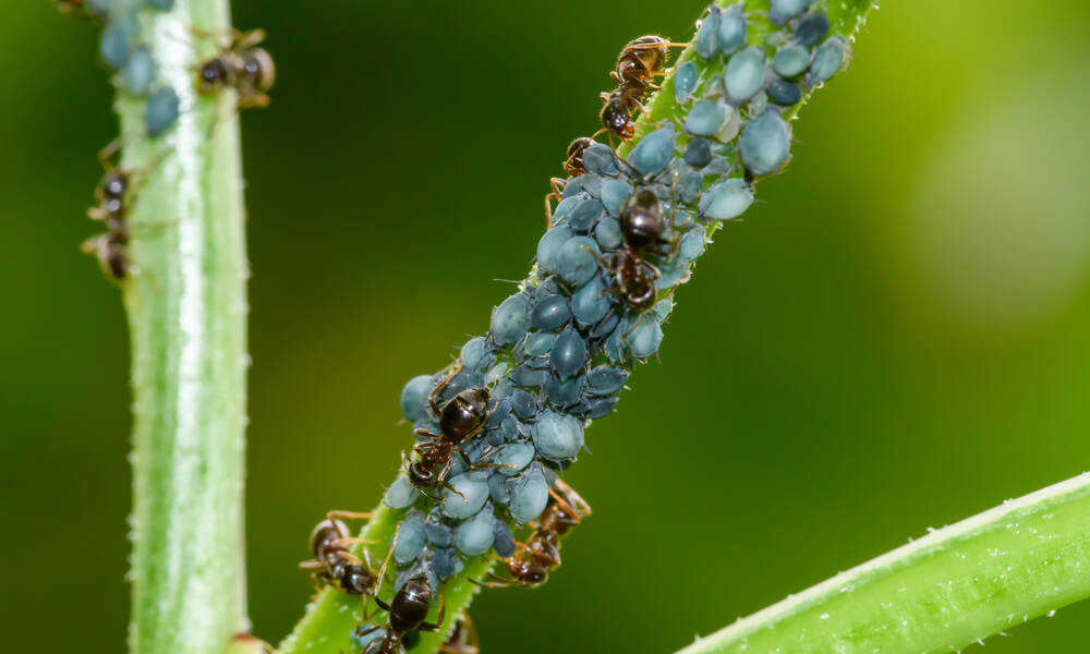 Fourmis et pucerons 