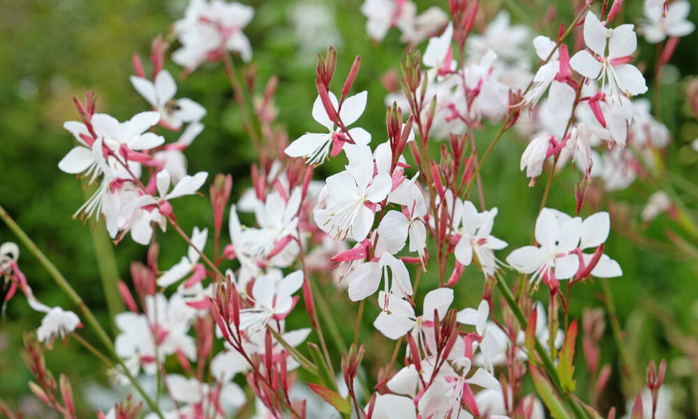 Les fleurs délicates du gaura