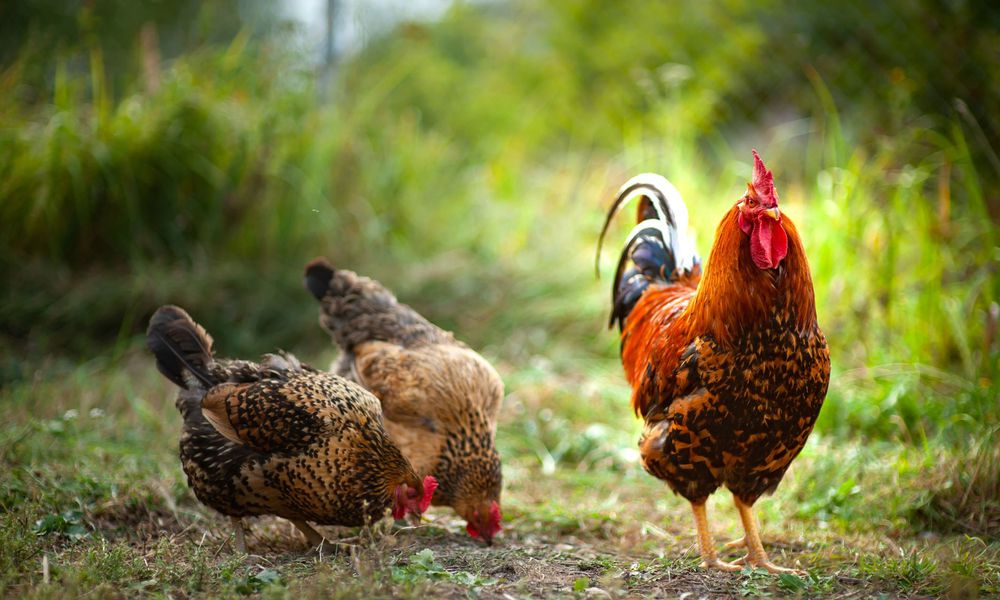 Picorage et rations quotidiennes de graines et céréales forment l’alimentation de base de nos poules