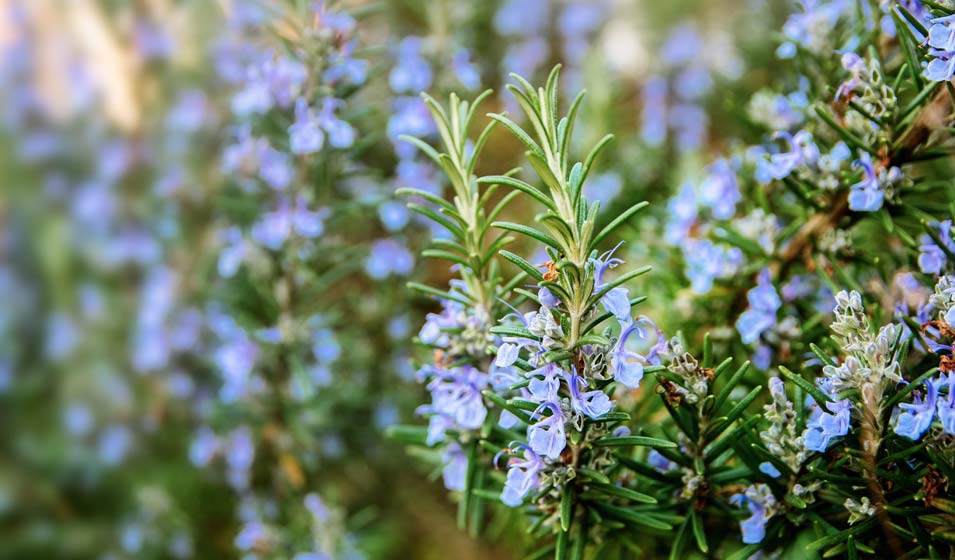 Aromatique, mais pas que