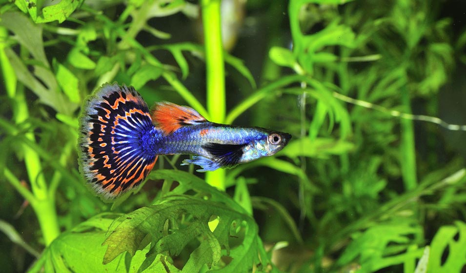 Heureux comme un poisson dans l'eau