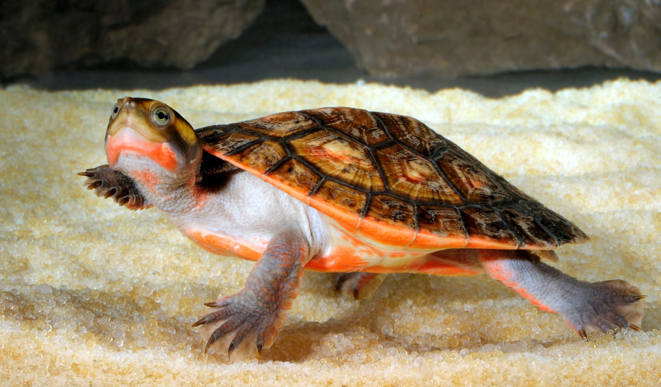 Peut-on sortir une tortue d'eau de son aquarium sans risque ? - Jardiland