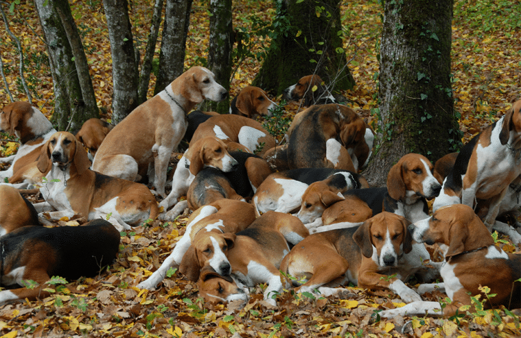 Les heures sombres du chien
