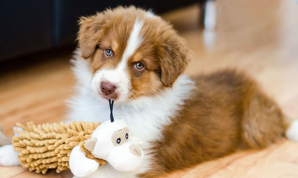 Les jouets sont essentiels pour stimuler votre compagnon Ă 4 pattes