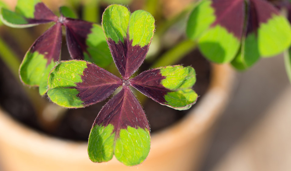 Porte Bonheur Plante Qui Amène La Richesse www.jardiland.com