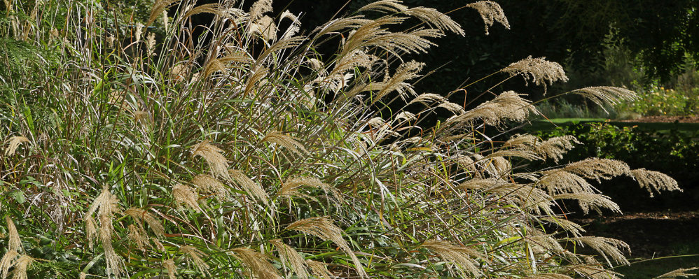 Le Miscanthus sinensis